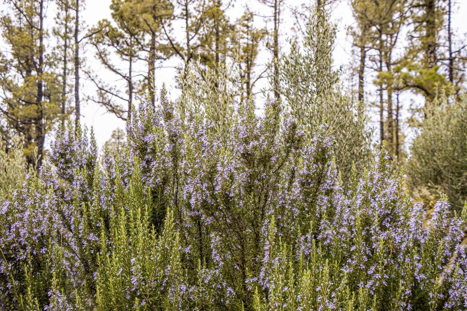 La Morada *